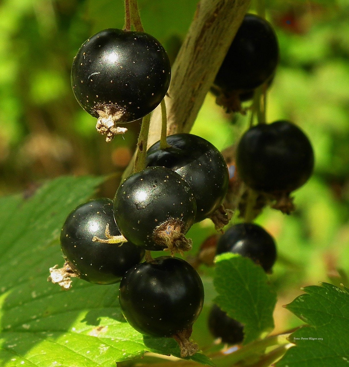 blackcurrant, fruits, foods