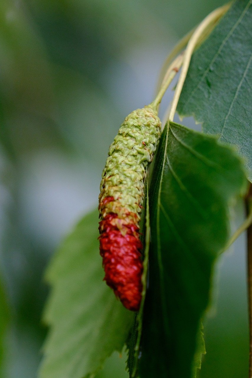birch, fruit, river birch