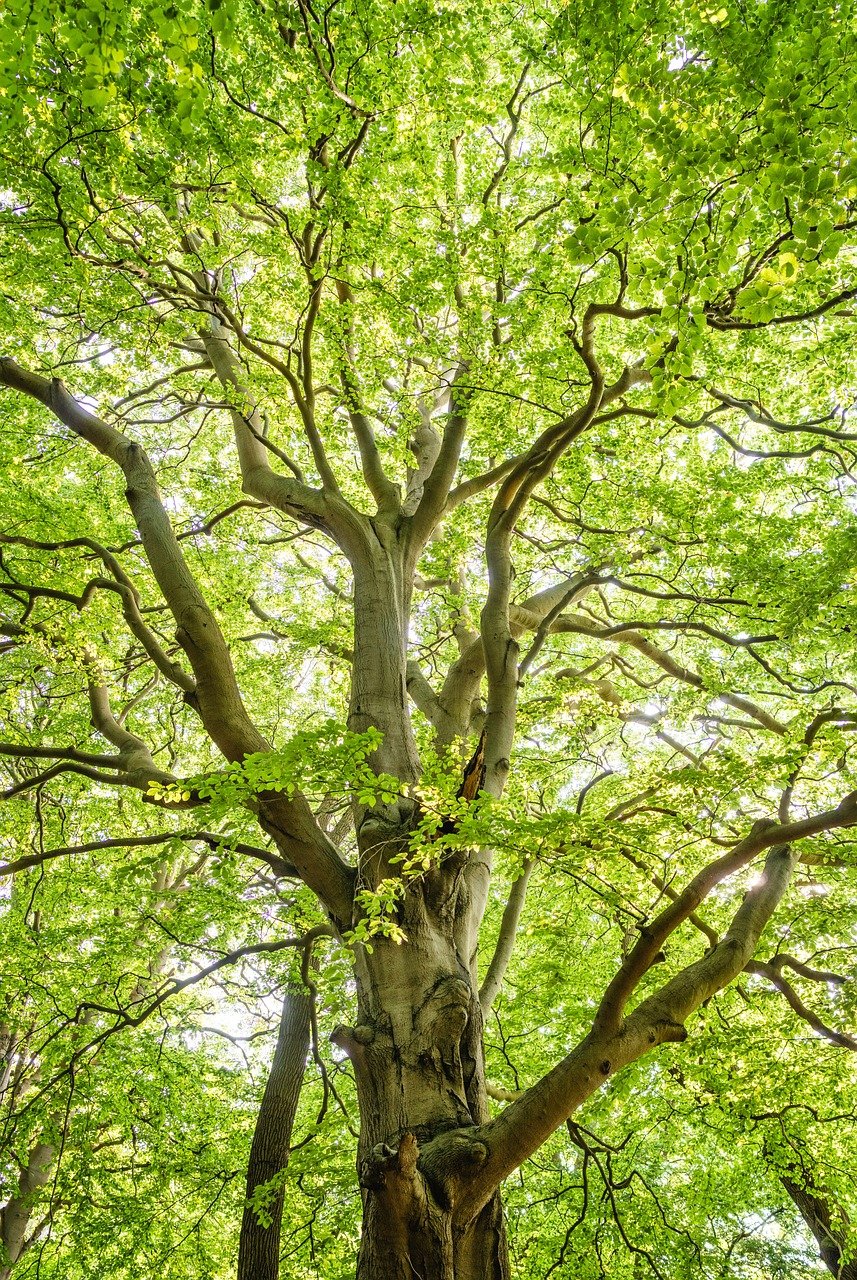 forest, beech, island of vilm