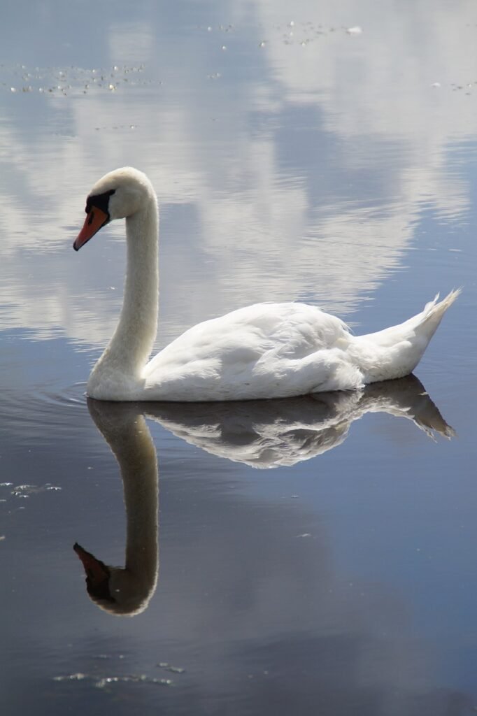 swan, mute swan, water bird