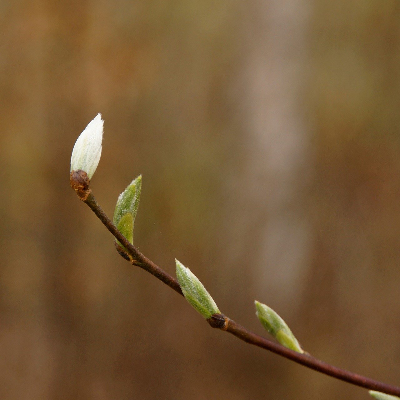 nature, spring, new beginning