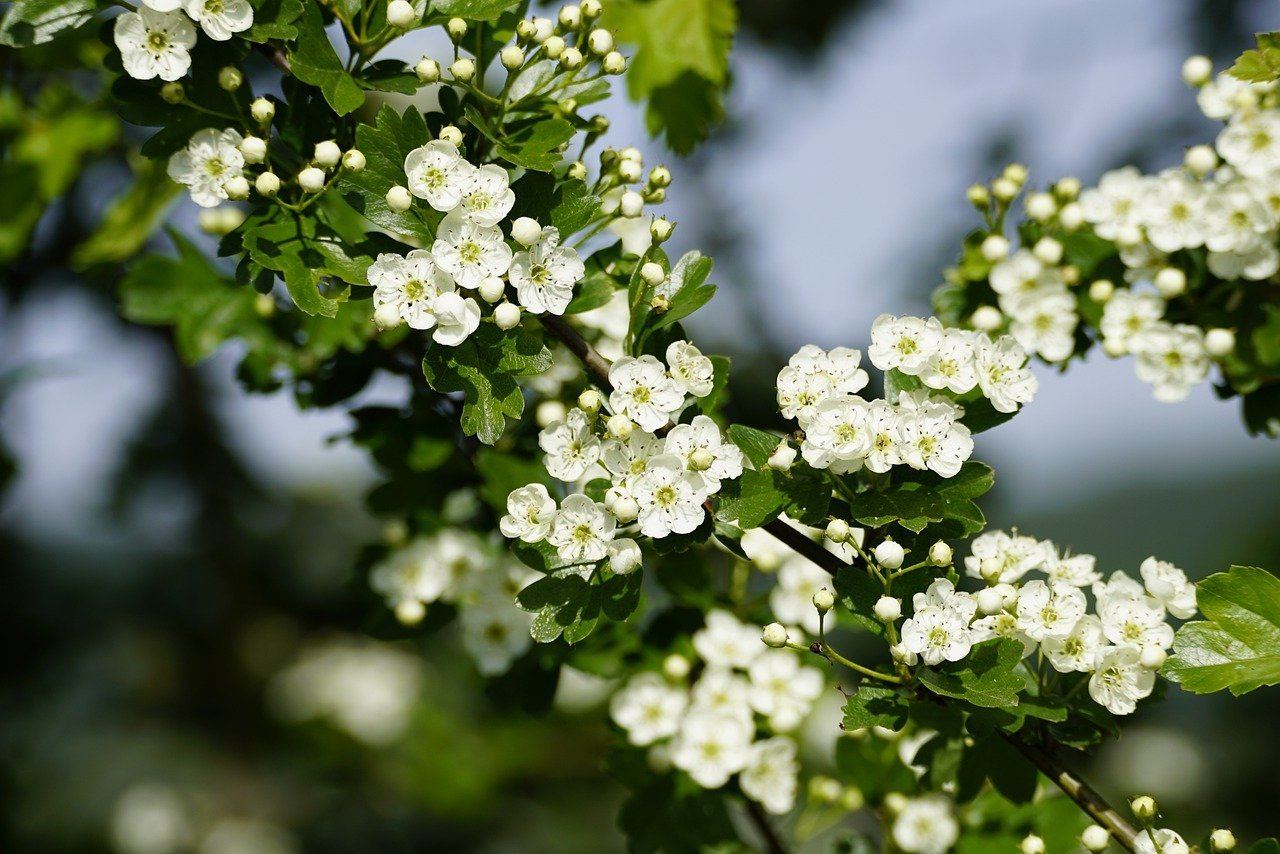 crataegus, nature, common hawthorn