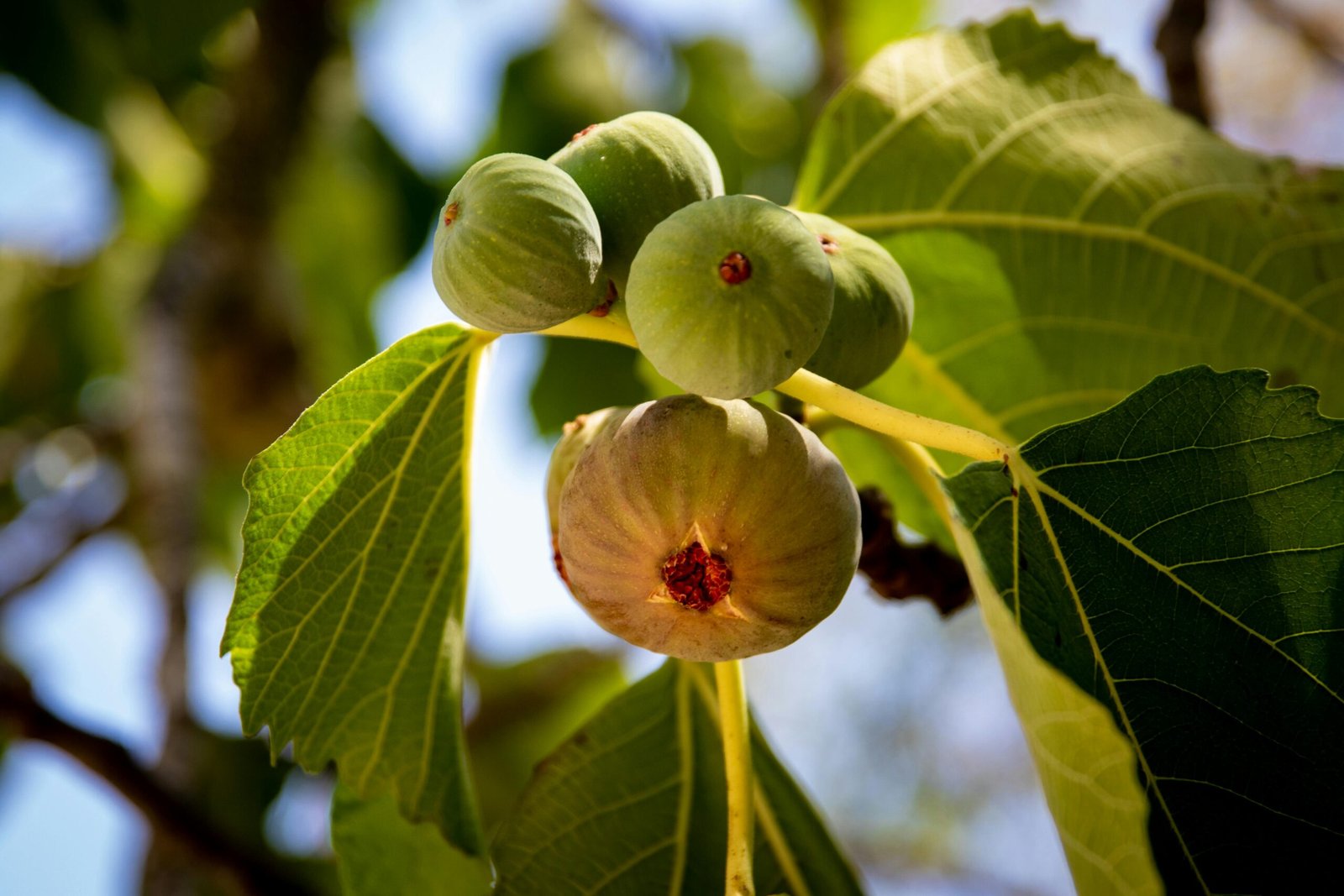Detailed image of ripe green figs with leaves on a sunny day, emphasizing natural textures.