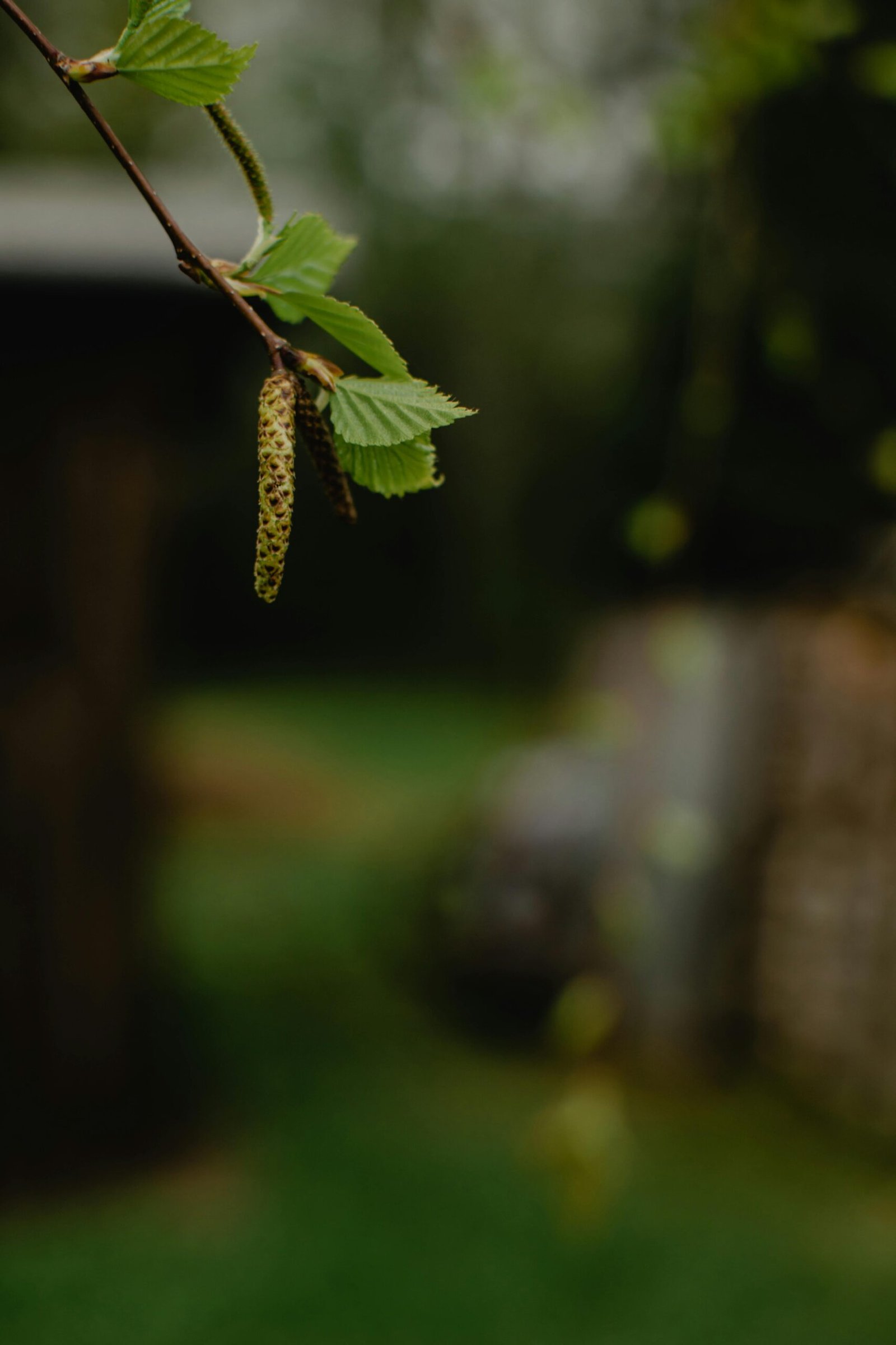 A detailed view of a birch catkin and fresh green leaves in an Estonian garden during spring.