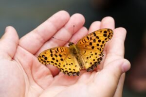 butterfly, insects, hand