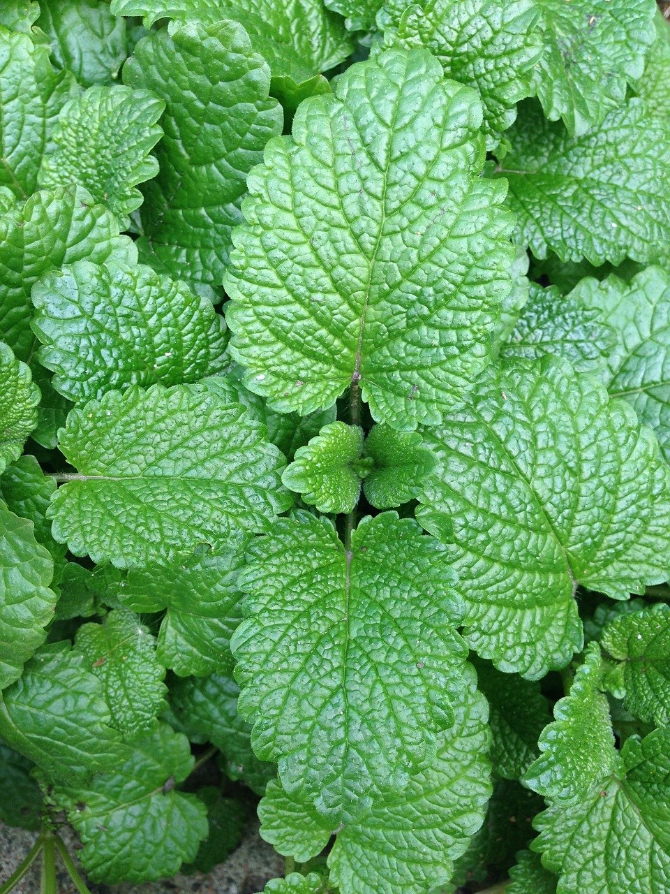 mint, vegetable garden, leaves