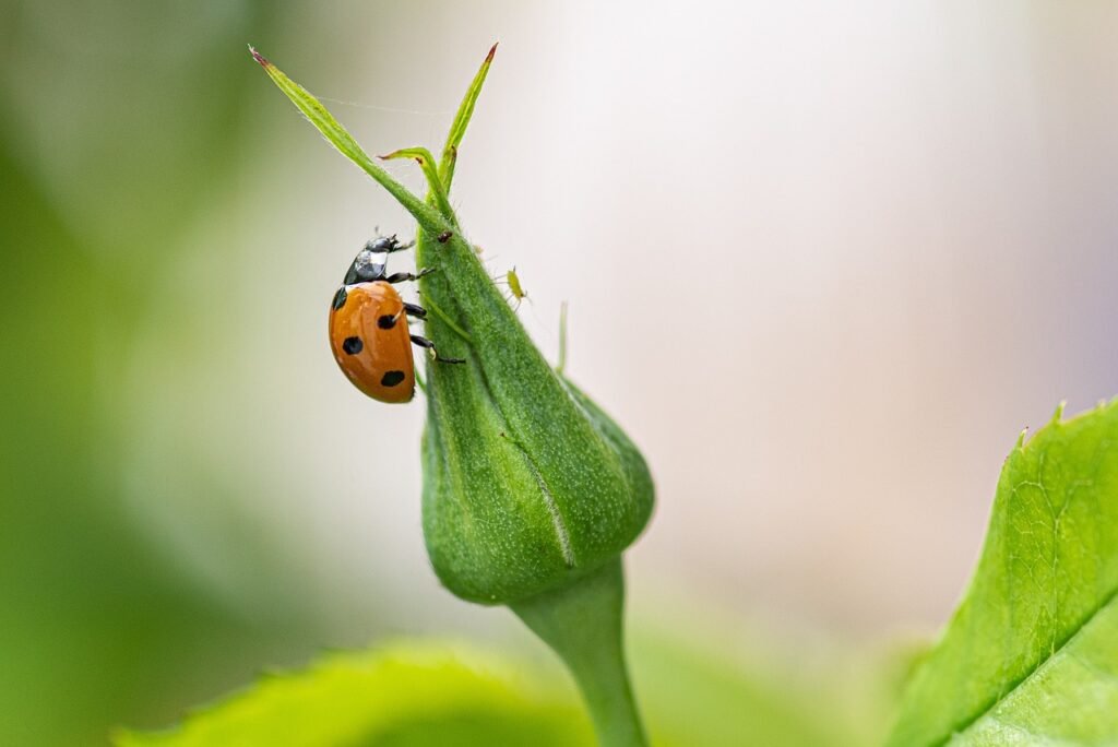 ladybug, ladybird beetle, flower bud, rose bud, nature, insect, close up, macro, ladybug, ladybug, ladybug, ladybug, ladybug, rose bud, nature