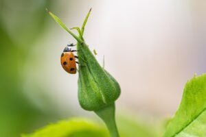 ladybug, ladybird beetle, flower bud, rose bud, nature, insect, close up, macro, ladybug, ladybug, ladybug, ladybug, ladybug, rose bud, nature