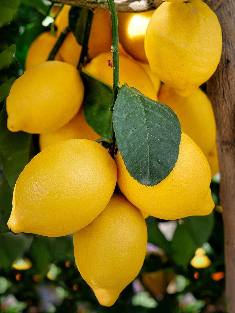 lemons, citrus fruit, ripe