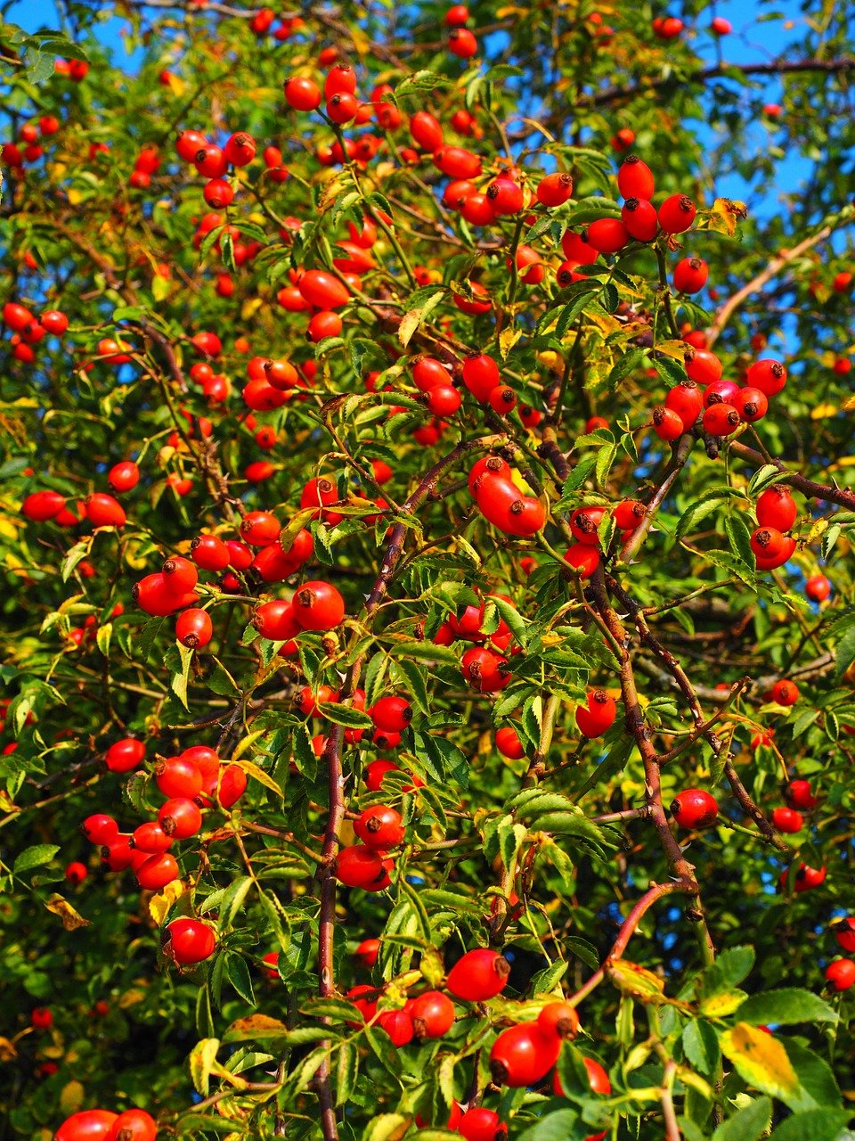 rosehips, fruit, nature