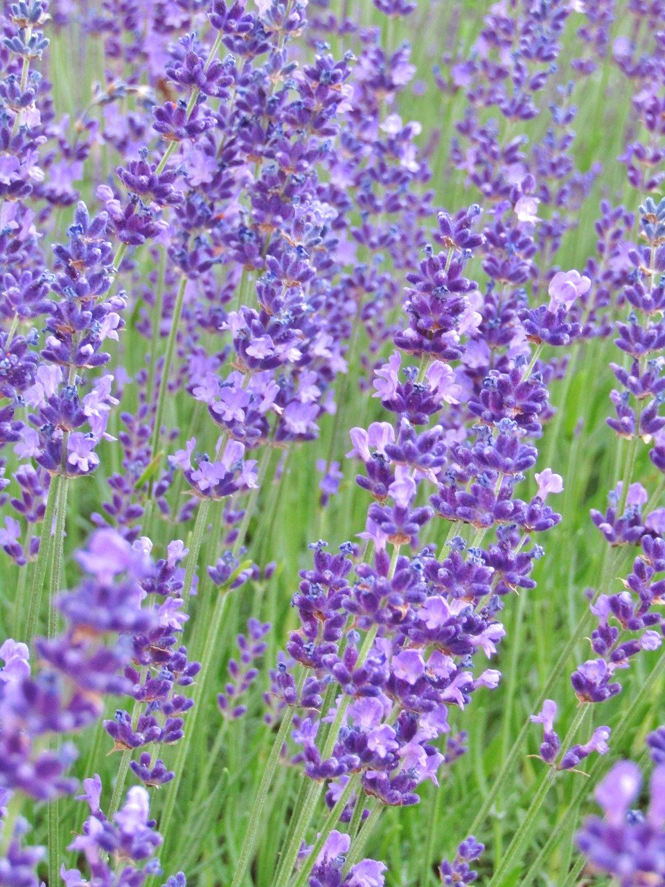 lavender, purple, blossoms