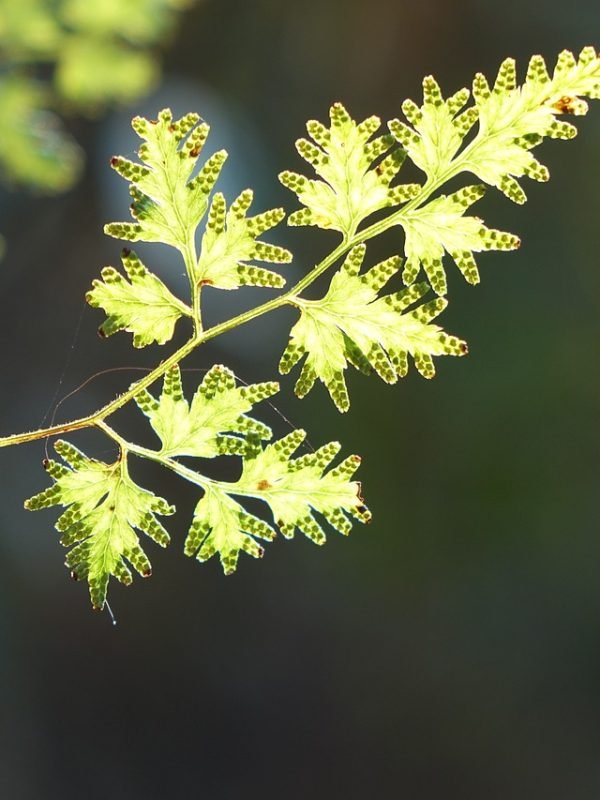 leaf, vitality, nature