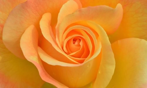 flower, rose flower, plant