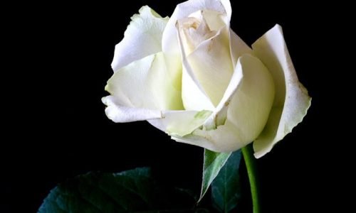 A stunning white rose bloom captured in detail against a contrasting black background, highlighting its elegance.